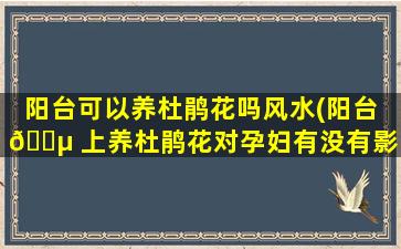 阳台可以养杜鹃花吗风水(阳台 🐵 上养杜鹃花对孕妇有没有影响 🐎 )